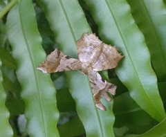 Krananda oliveomarginata