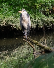 Ardea cinerea