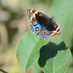 Junonia orithya
