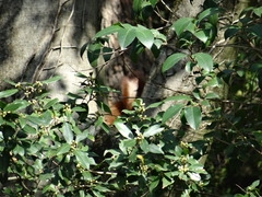 Sciurus vulgaris