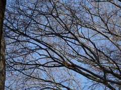 Sciurus vulgaris