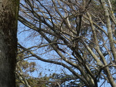Sciurus vulgaris