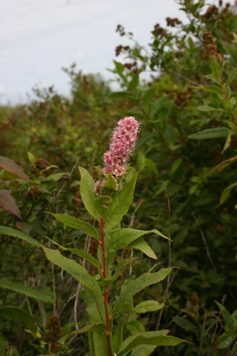 Gluosnialapė lanksva nuotrauka