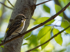 Setophaga coronata
