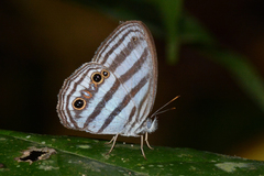 Caeruleuptychia brixius