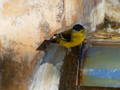 Spinus psaltria