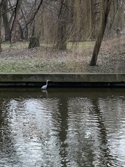 Ardea cinerea
