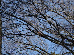Sciurus vulgaris
