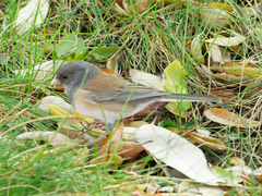 Junco hyemalis