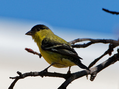 Spinus psaltria