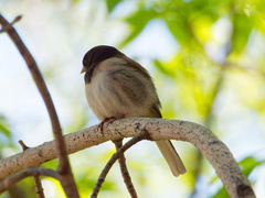 Junco hyemalis