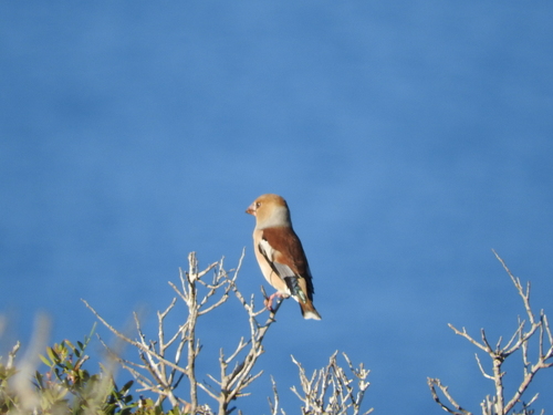 Coccothraustes coccothraustes