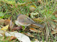 Junco hyemalis