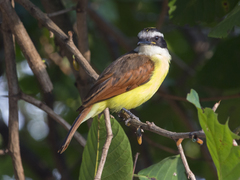 Pitangus sulphuratus