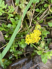 Tauschia texana