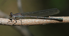 Argia lacrimans
