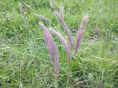 Hordeum brevisubulatum