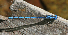 Argia lacrimans