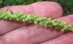Celastrina neglectamajor