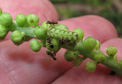 Celastrina neglectamajor