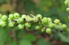 Celastrina neglectamajor