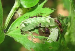 Celastrina neglectamajor