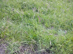 Hordeum brevisubulatum