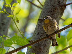 Setophaga coronata