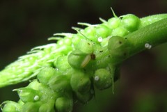 Celastrina neglectamajor