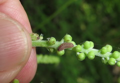 Celastrina neglectamajor