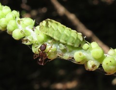 Celastrina neglectamajor