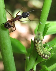 Celastrina neglectamajor