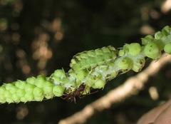 Celastrina neglectamajor