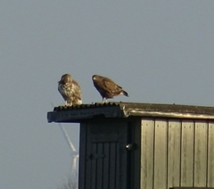 Buteo buteo