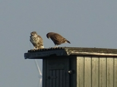 Buteo buteo
