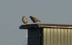Buteo buteo