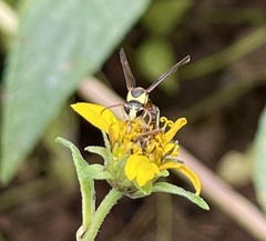 Afreumenes aethiopicus