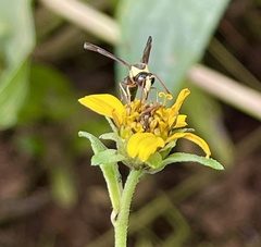 Afreumenes aethiopicus