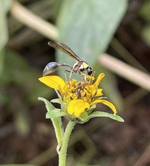 Afreumenes aethiopicus