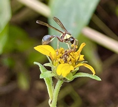 Afreumenes aethiopicus