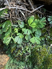 Actiniopteris radiata