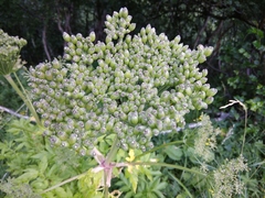 Agasyllis latifolia