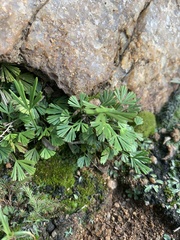 Actiniopteris radiata