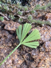 Actiniopteris radiata