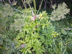 Agasyllis latifolia