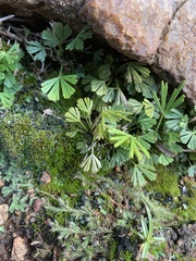 Actiniopteris radiata