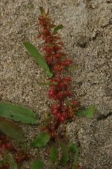 Rumex ucranicus