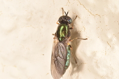 Chloromyia formosa