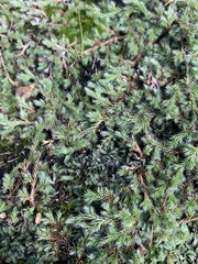 Selaginella nivea nivea
