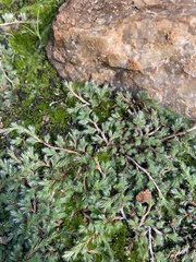 Selaginella nivea nivea